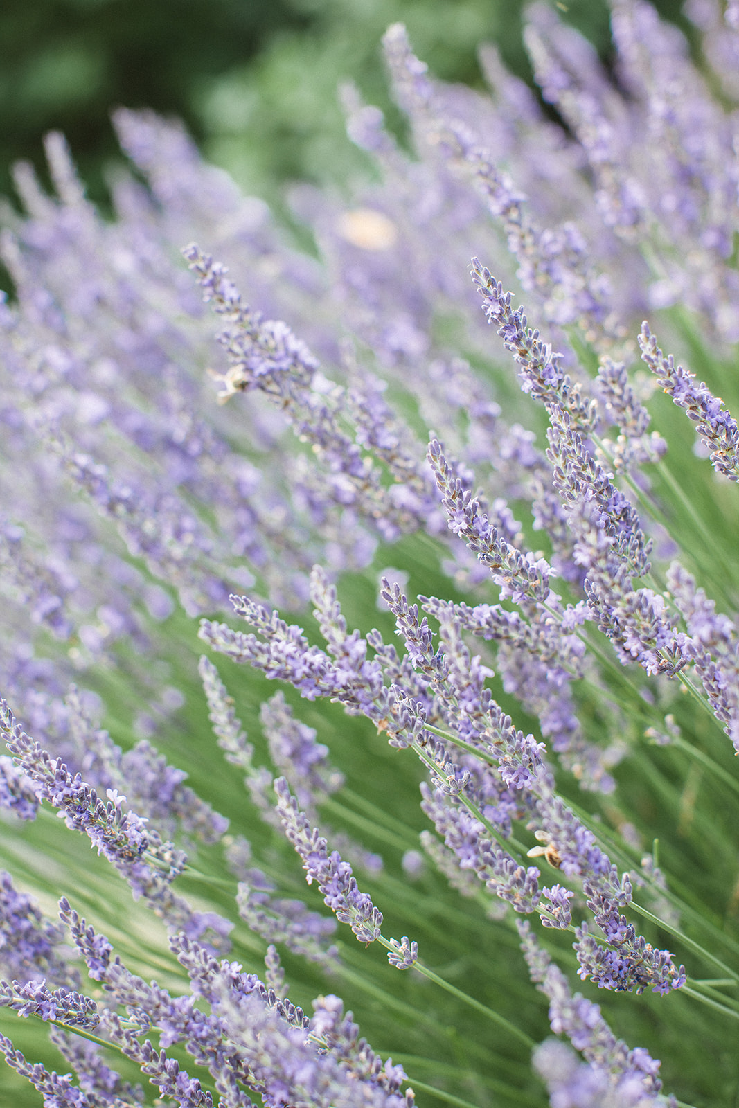 lavender fiel